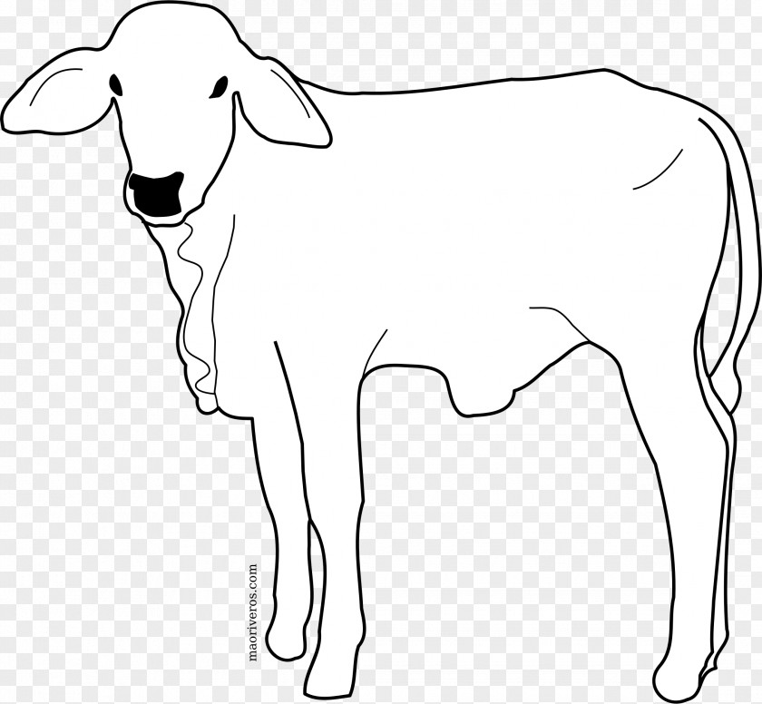 Cow Cattle Line Art Drawing PNG