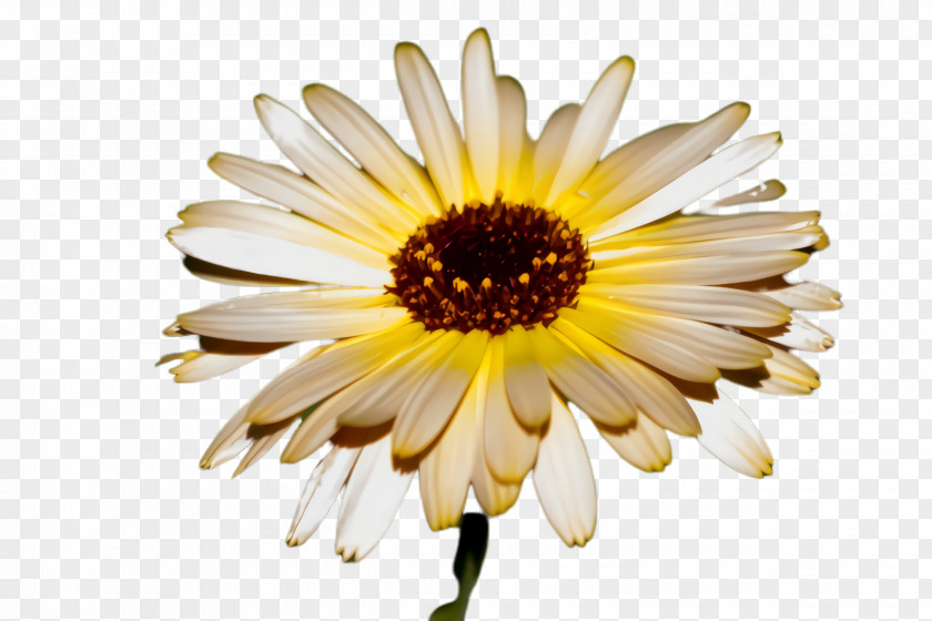 English Marigold Calendula Blossom Background PNG