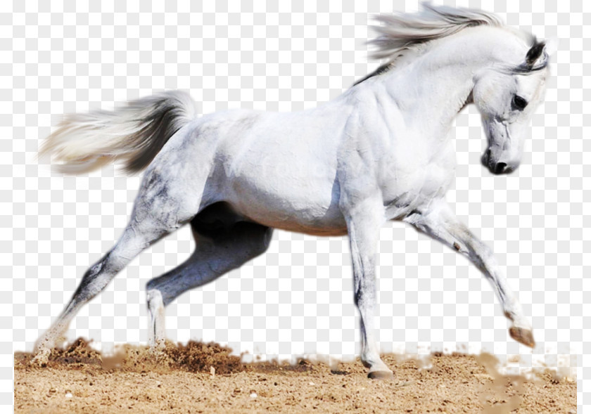 Mustang Arabian Horse Akhal-Teke Mare Stallion Mane PNG