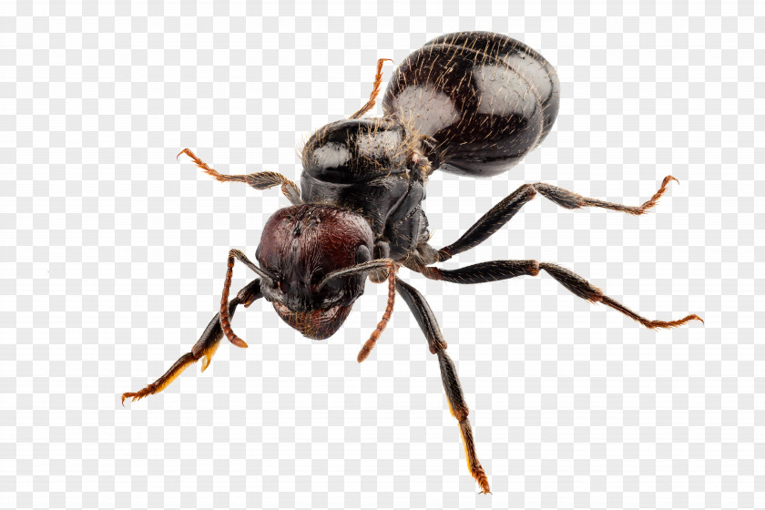 Ants Black Garden Ant Cockroach Pest Control PNG