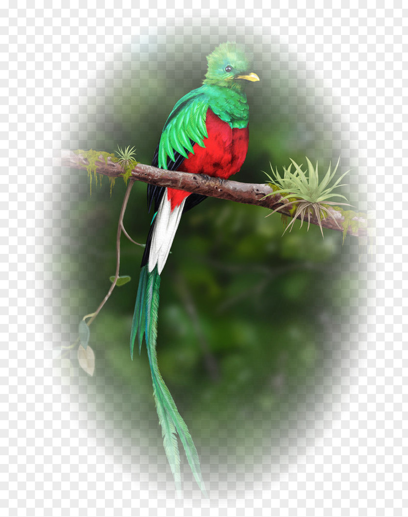 Bird Guatemalan Quetzal Resplendent PNG