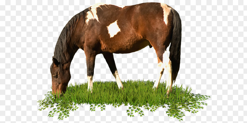 Horse Grazing On Grass PNG grazing on grass clipart PNG