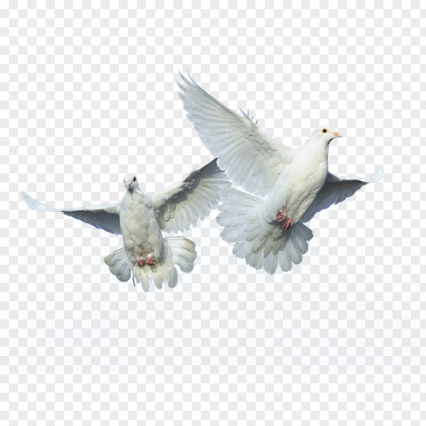 Pigeon Domestic Bird Columbidae Flight PNG