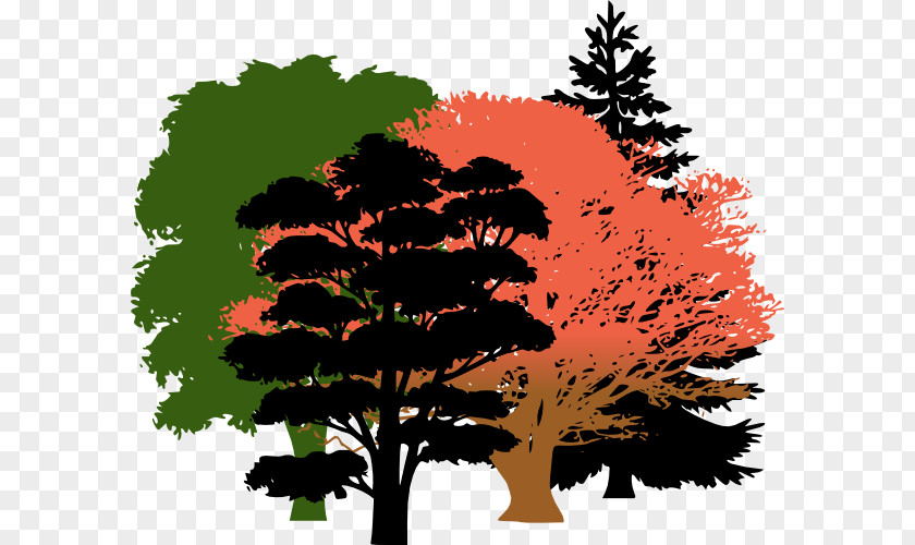 Woods Clipart Tree Pine Evergreen Clip Art PNG