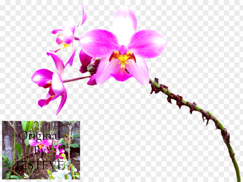 Orchid Leaves Phalaenopsis Equestris Cattleya Orchids Dendrobium Plant Stem PNG