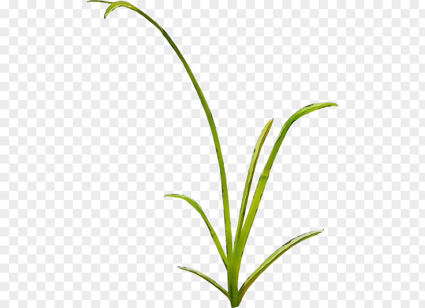 Plant Flower Grass Leaf Terrestrial PNG