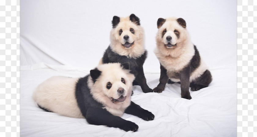 Puppy Chow Giant Panda Pomeranian Breed PNG