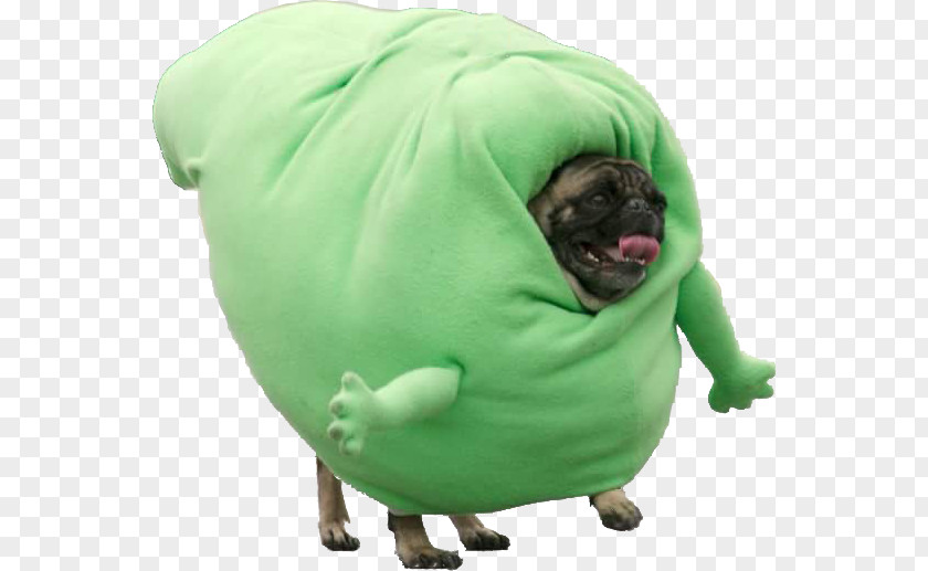 Puppy Pugs In Costumes Halloween Costume PNG