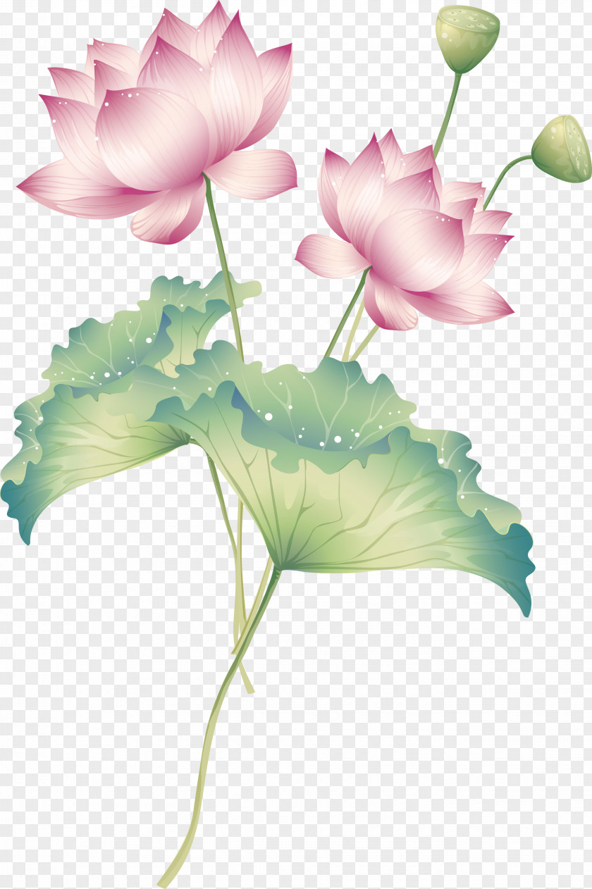 Vector Exquisite Lotus Drawing Nelumbo Nucifera Royalty-free Illustration PNG