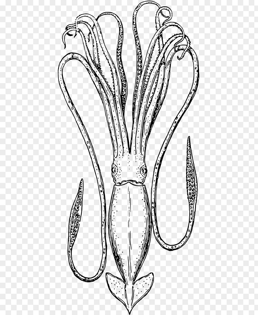 Squid Drawing As Food Arròs Negre Clip Art PNG