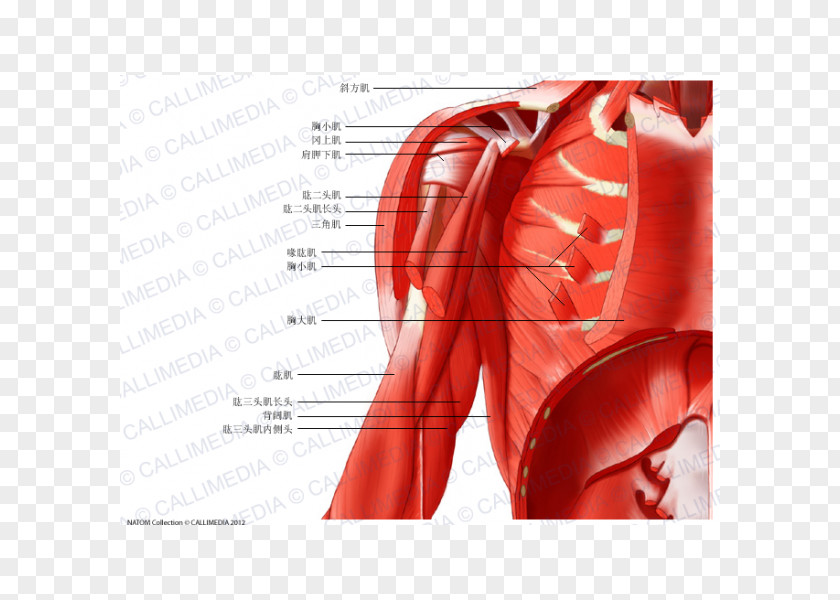 Arm Muscle Coronal Plane Anatomy Neck PNG