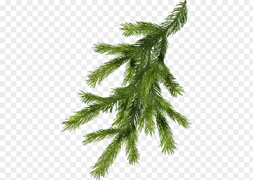 Business Coupon Nordmann Fir Pine Branch Norway Spruce Christmas Tree PNG