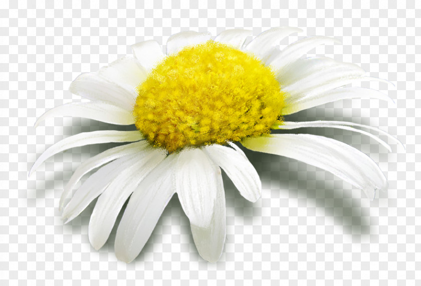 De Common Daisy Flower Margarita PNG