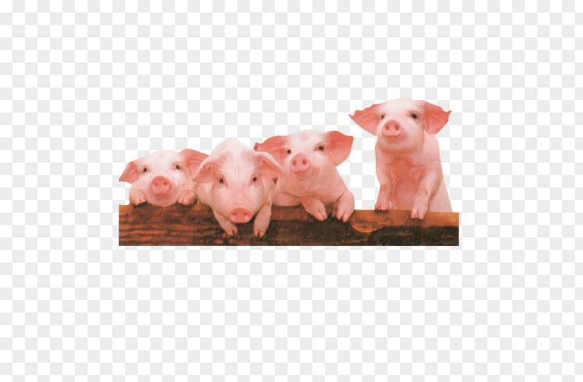 Four Pigs Domestic Pig Computer File PNG