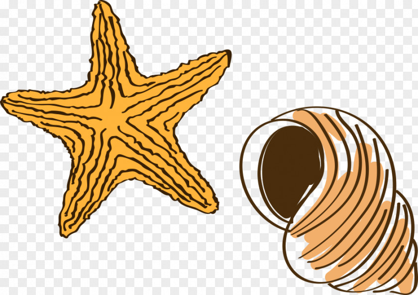 Hand-drawn Cartoon Starfish Conch Drawing PNG