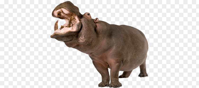 Hippo PNG clipart PNG