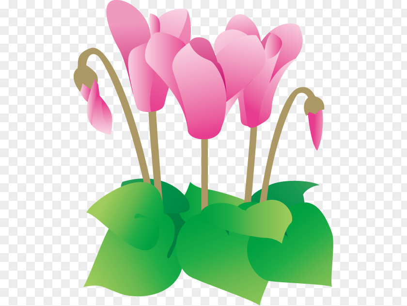 Winter Cyclamen Persicum Clip Art Illustration Flower PNG