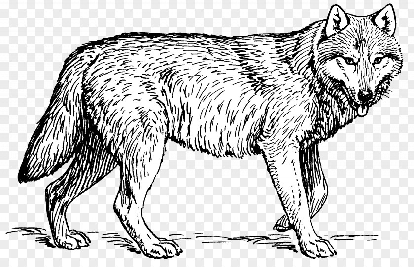 Wolf Puppy Arctic Coloring Book Pack Clip Art PNG