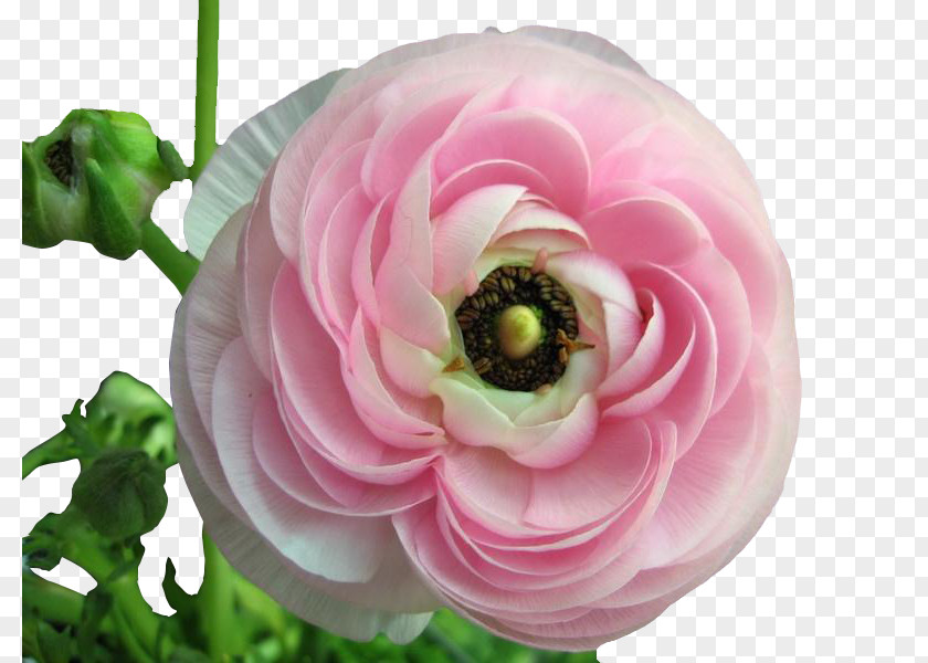 A Pink Peony Ranunculus Asiaticus Meadow Buttercup Flower Seed Perennial Plant PNG
