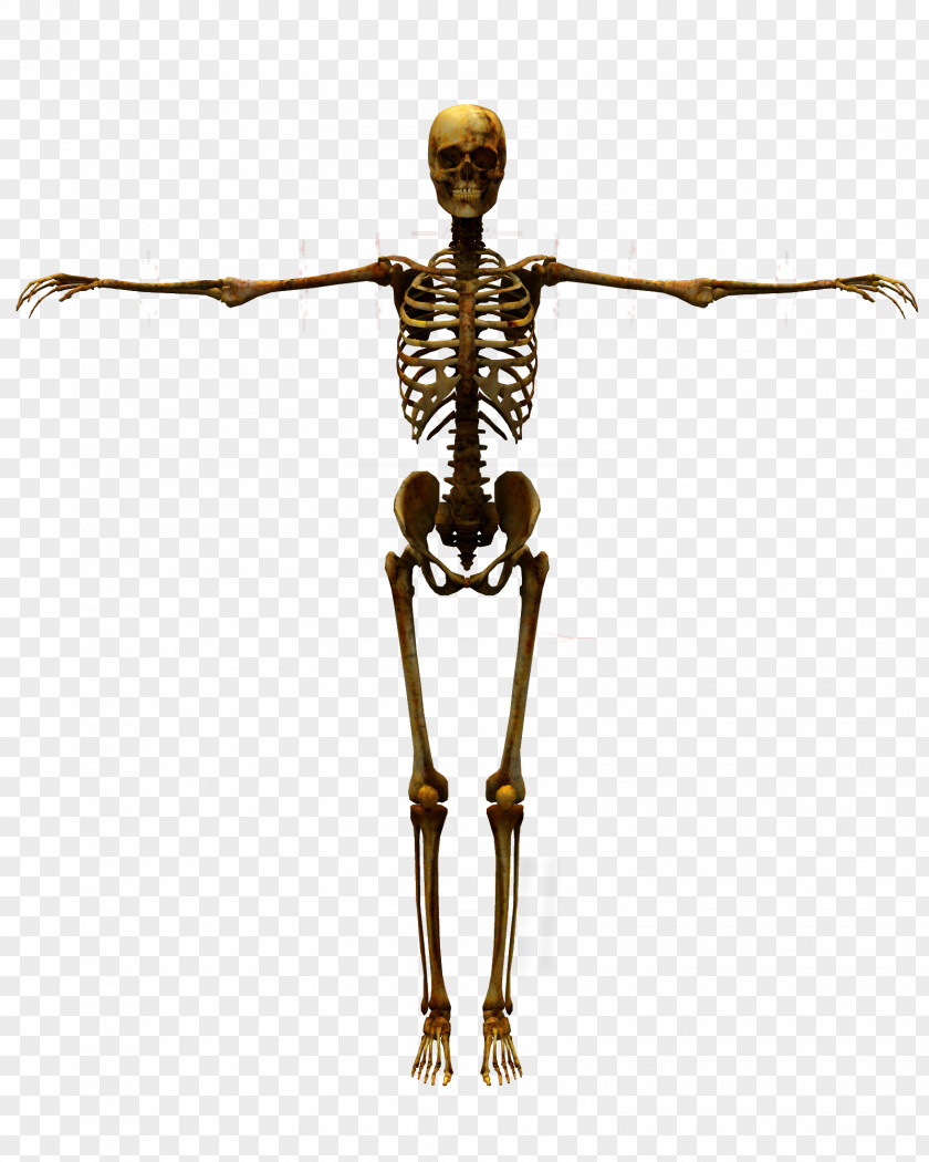 Bones Human Skeleton Body PNG