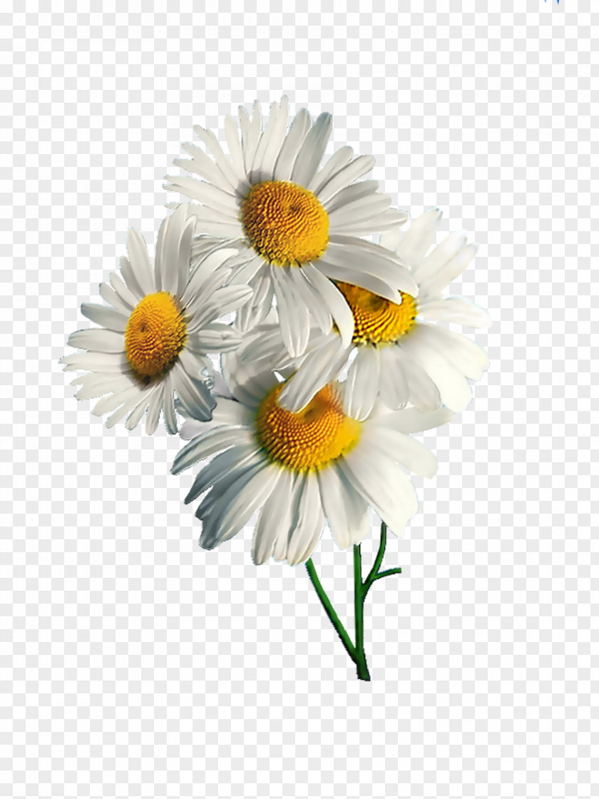 Chamomile German Flower Oxeye Daisy Clip Art PNG