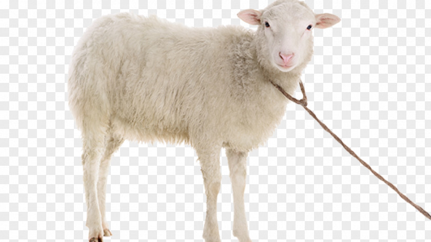 Goat Suffolk Sheep Stock Photography Dall PNG
