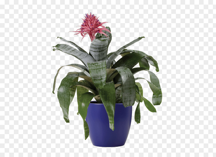 Plant Aechmea Fasciata Cut Flowers Houseplant PNG