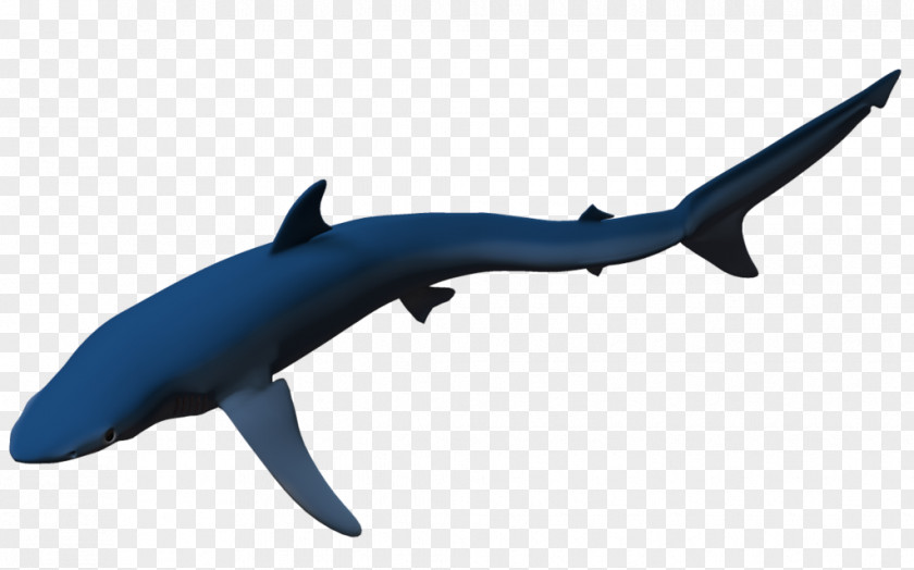 Blue Shark Requiem Sharks Common Bottlenose Dolphin Rendering PNG