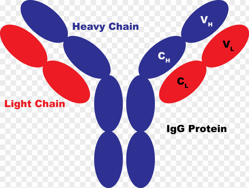 Chimeric Antigen Receptor Protein Antibody Therapy PNG