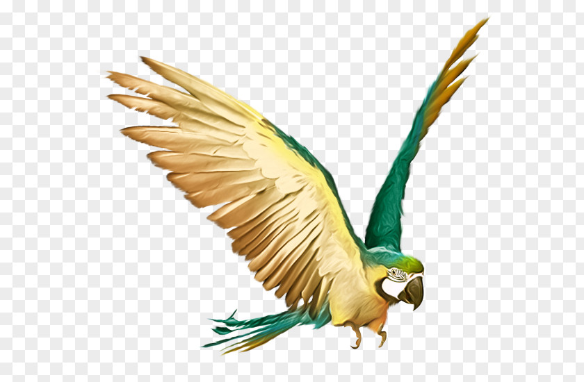 Flying Parrot Budgerigar Bird Stock Photography Macaw PNG