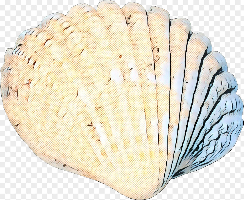 Bivalve Shell Color Background PNG