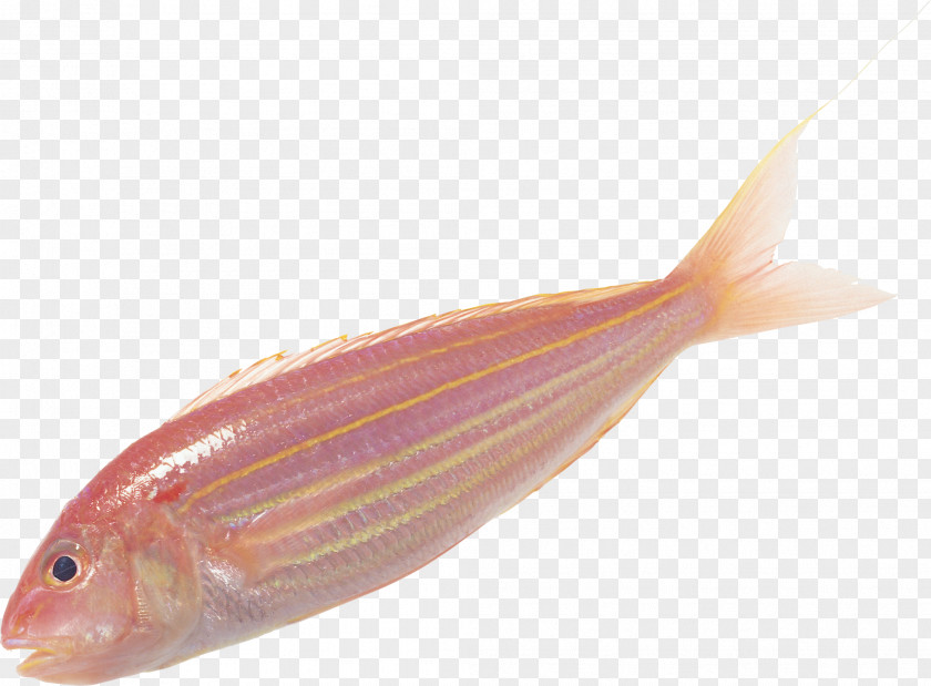 Fisch Fish Soup Scale PNG