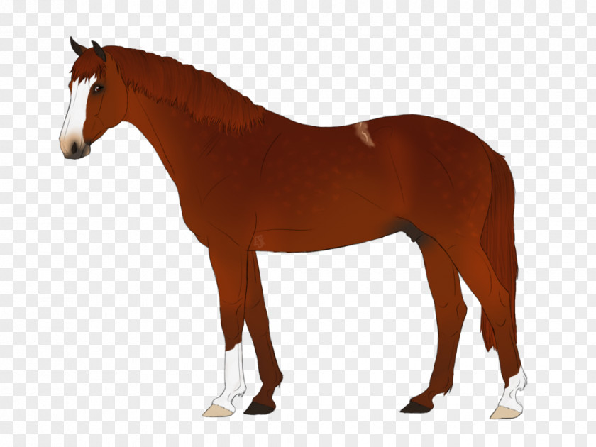 Horse Model Western Riding Stallion Equestrian PNG