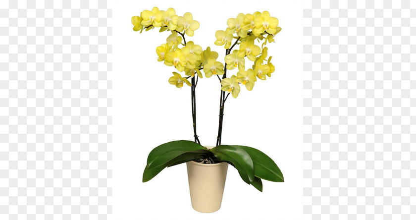 Moth Orchids Cut Flowers Flowering Plant PNG