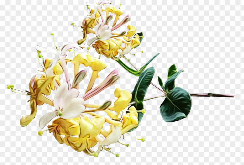 Petal Ledum Flowers Background PNG