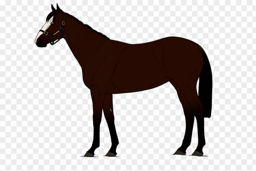 Thoroughbred Belgian Horse American Quarter Arabian Saddlebred Equestrian PNG