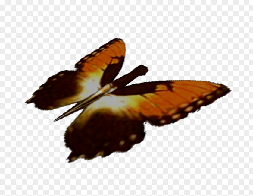 Butterfly Nymphalidae Moth Dudley Dursley Zip PNG