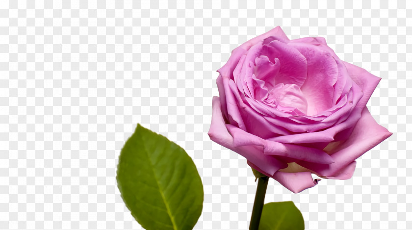 Garden Roses PNG