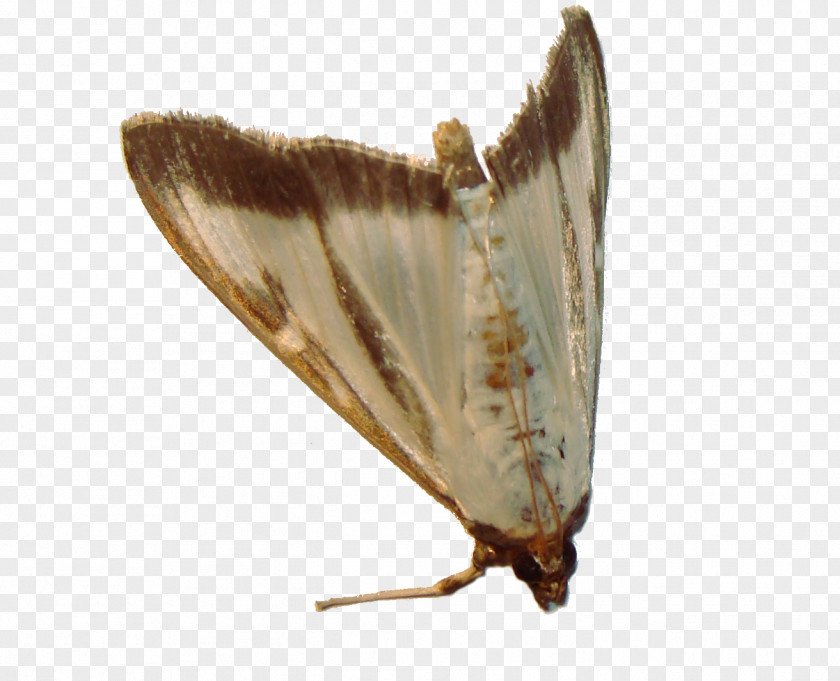Gossamer-winged Butterflies Moth Fauna PNG