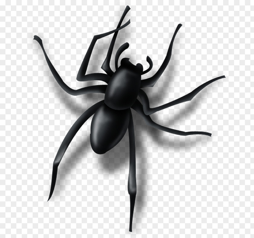 LADY GAGA SPIDER Spider Insect Pest Arachnid PNG