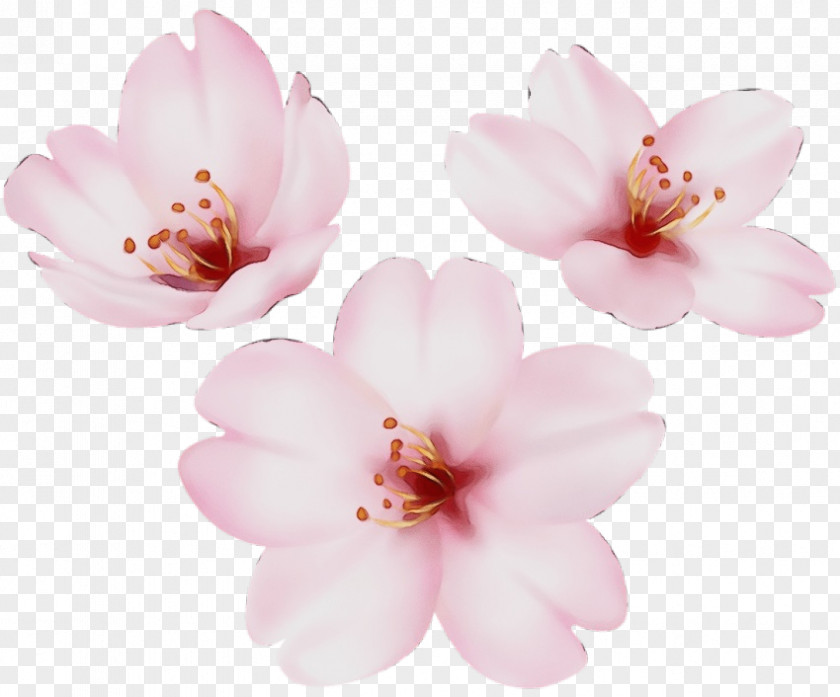 Magnolia Family Cherry Blossom PNG