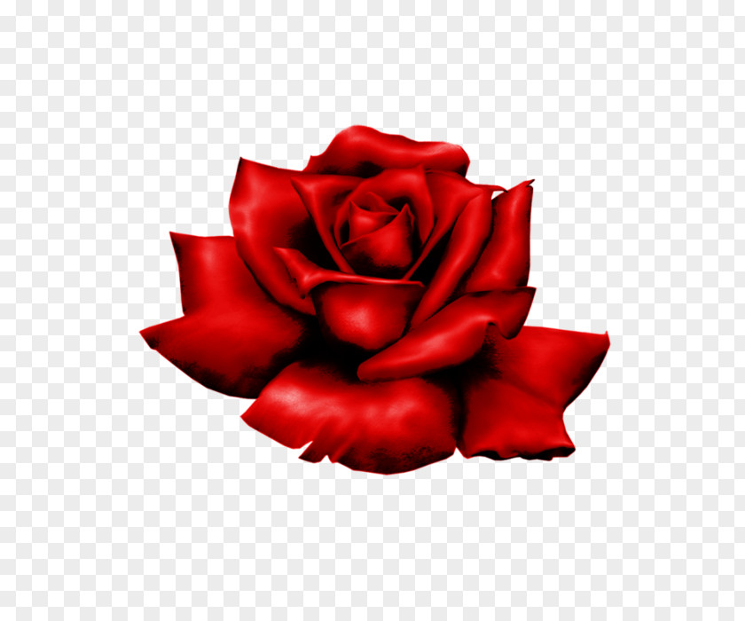 Rose Flower Petals Garden Roses Image Clip Art PNG