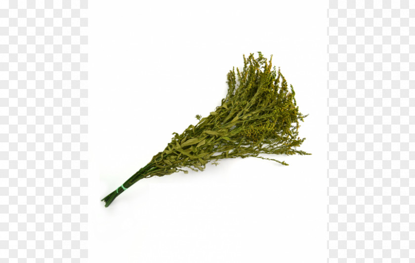 Solidago Virgaurea Plant Grass Web Browser PNG