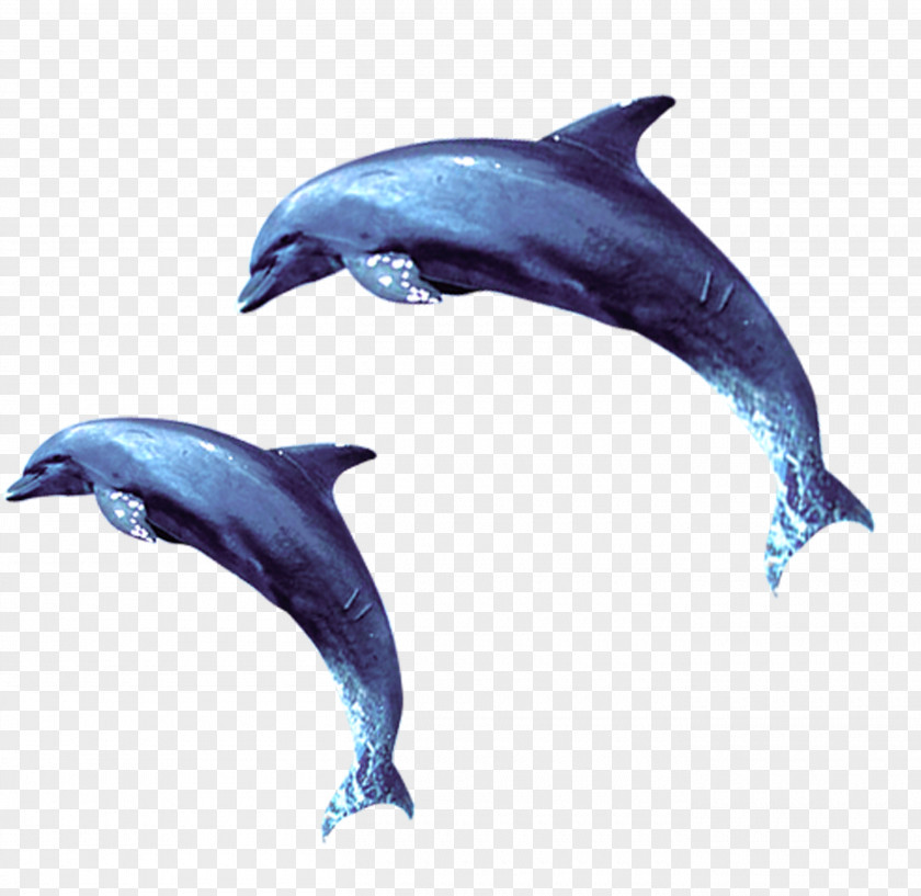 Blue Dolphin Effect Element Short-beaked Common Wholphin Bottlenose Tucuxi PNG