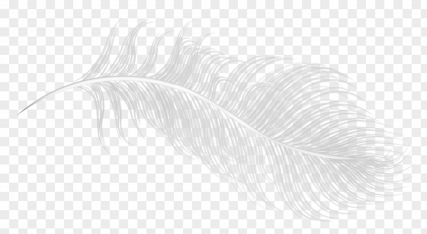 Creative White Feather Pattern PNG