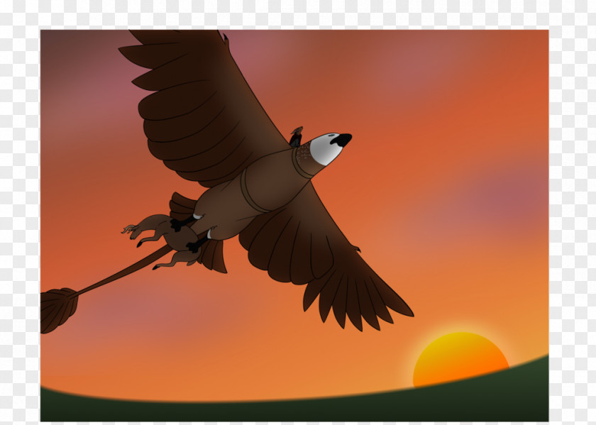 Eagle Fauna Beak Sky Plc PNG