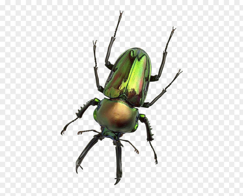 Edodes Flyer Rhinoceros Beetles Polyphaga Japanese Beetle Ladybird Arthropod PNG