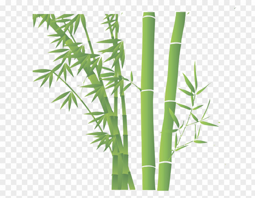 Green Bamboo Download PNG