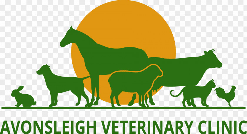 Horse Cat Dog Veterinarian Clinique Vétérinaire PNG
