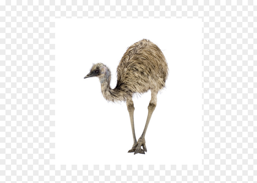 Oil Common Ostrich Emu Bird PNG